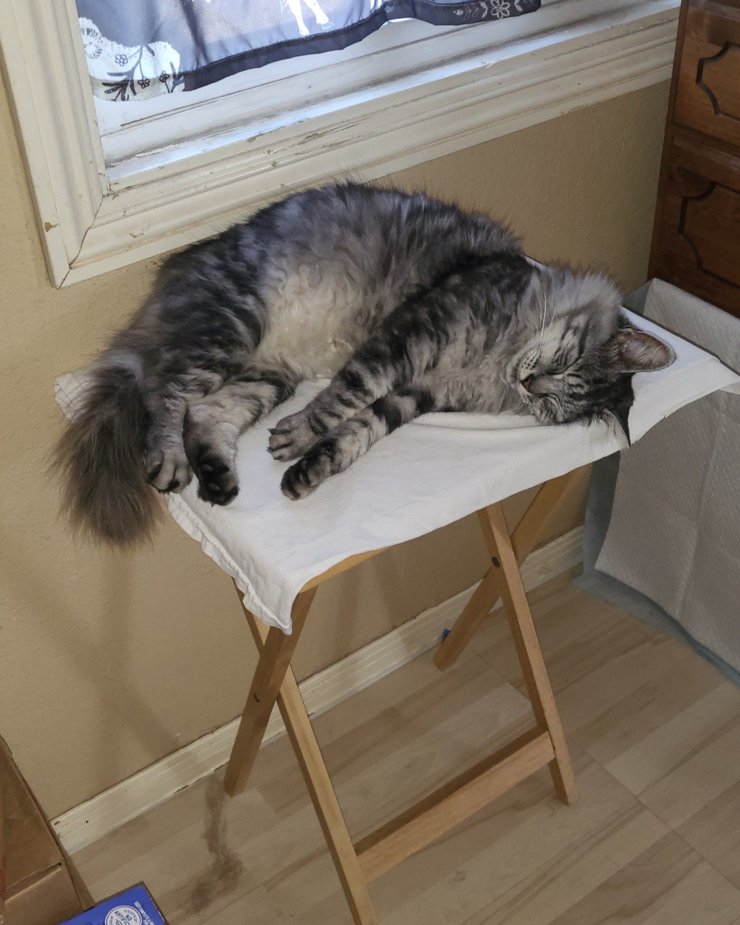 Yeti Freddie. Cat, Wood, Furniture