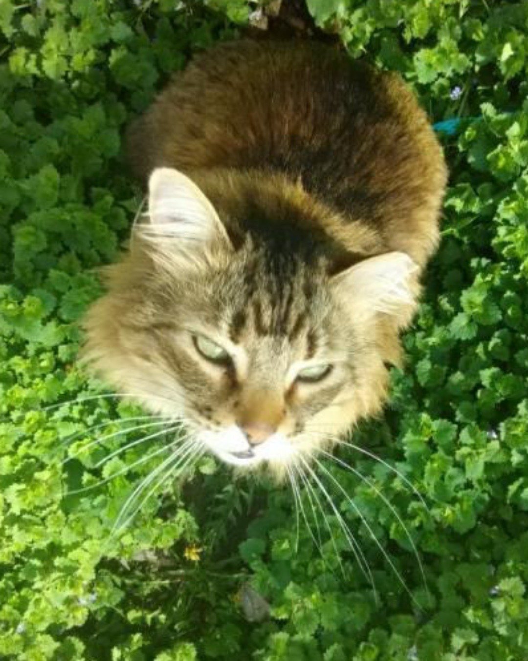 Hot Tamale/Mollie the Norwegian Forest Cat. Green, Herbal, Herbs, Plant, Grass, Cat