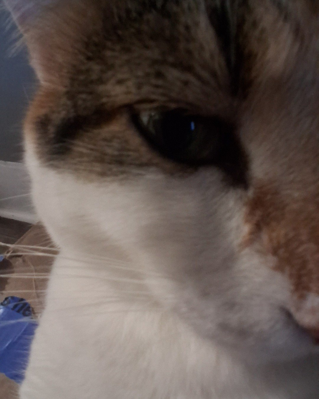 Callie the Calico maincoon. Cat