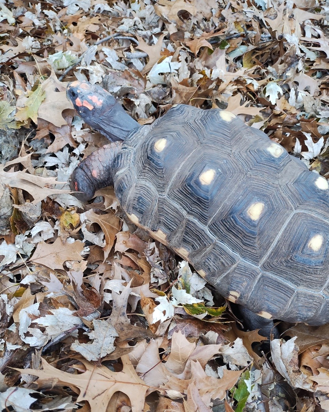 Robert the Redfoot Tortoise. Reptile, Sea Life, Turtle, Tortoise, Box Turtle