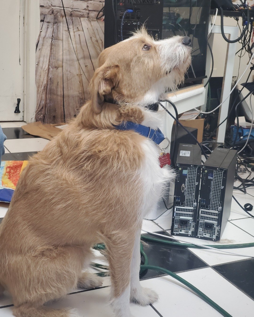 Leia Marie Johnson😊 the brown and black tabby cat. Dog, Electronics, Hardware, Computer Hardware, Computer, Furniture