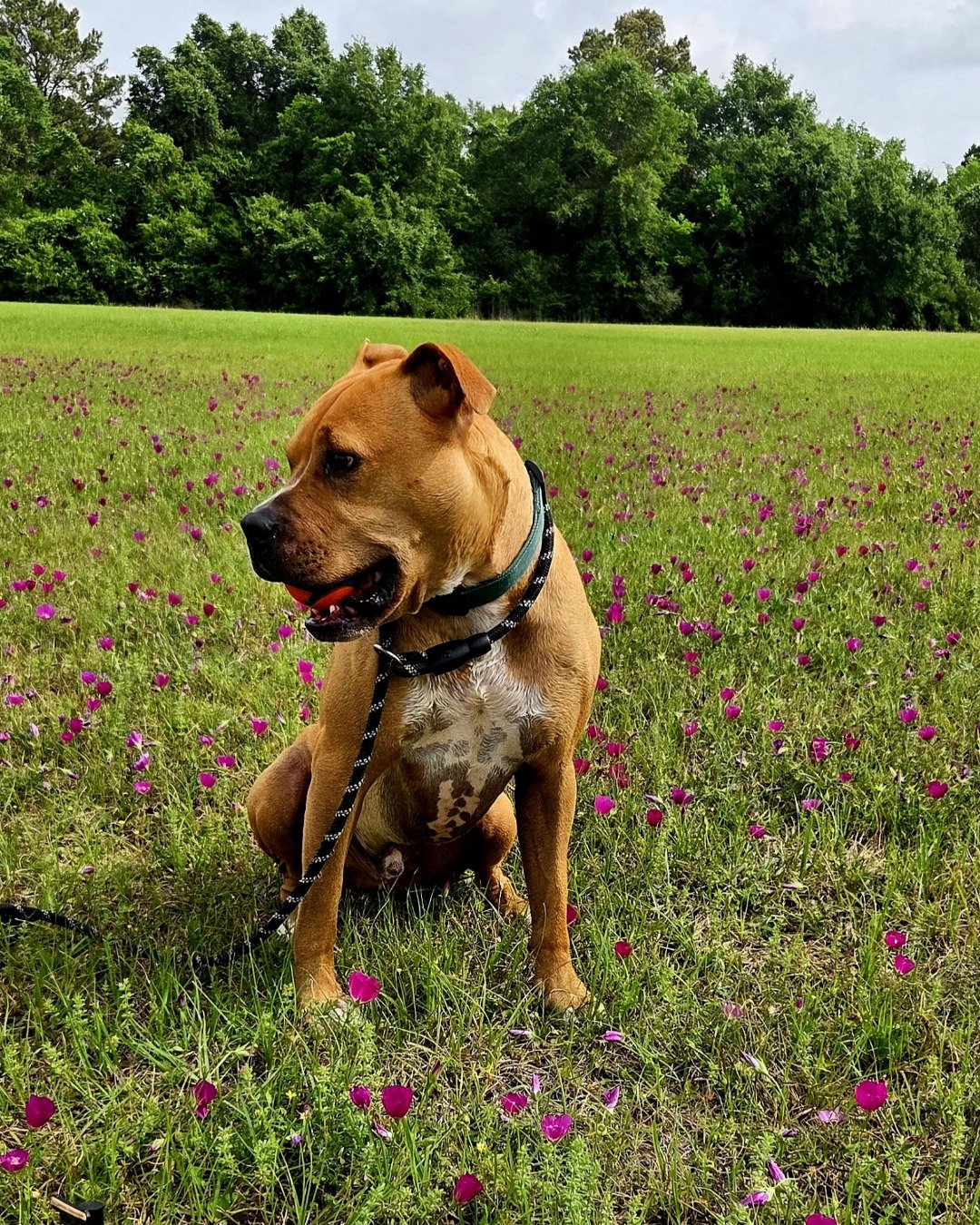 Tater the boxer mix. Grass, Plant, Vegetation, Dog, Herbal, Herbs
