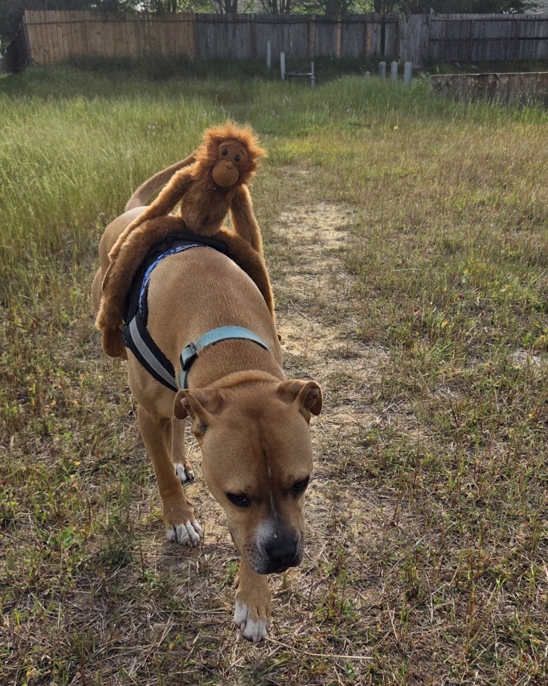 Tater the boxer mix. Grass, Plant, Backyard, Nature, Outdoors, Yard