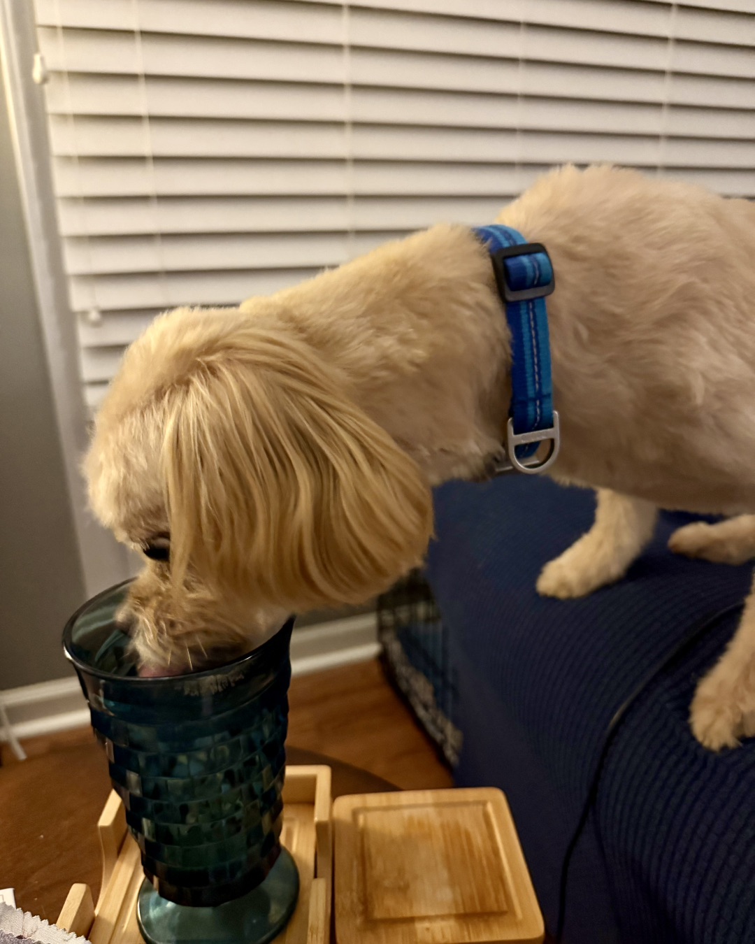 Chewie the Peekapoo. Dog, Puppy, Jar, Couch, Furniture, Cup