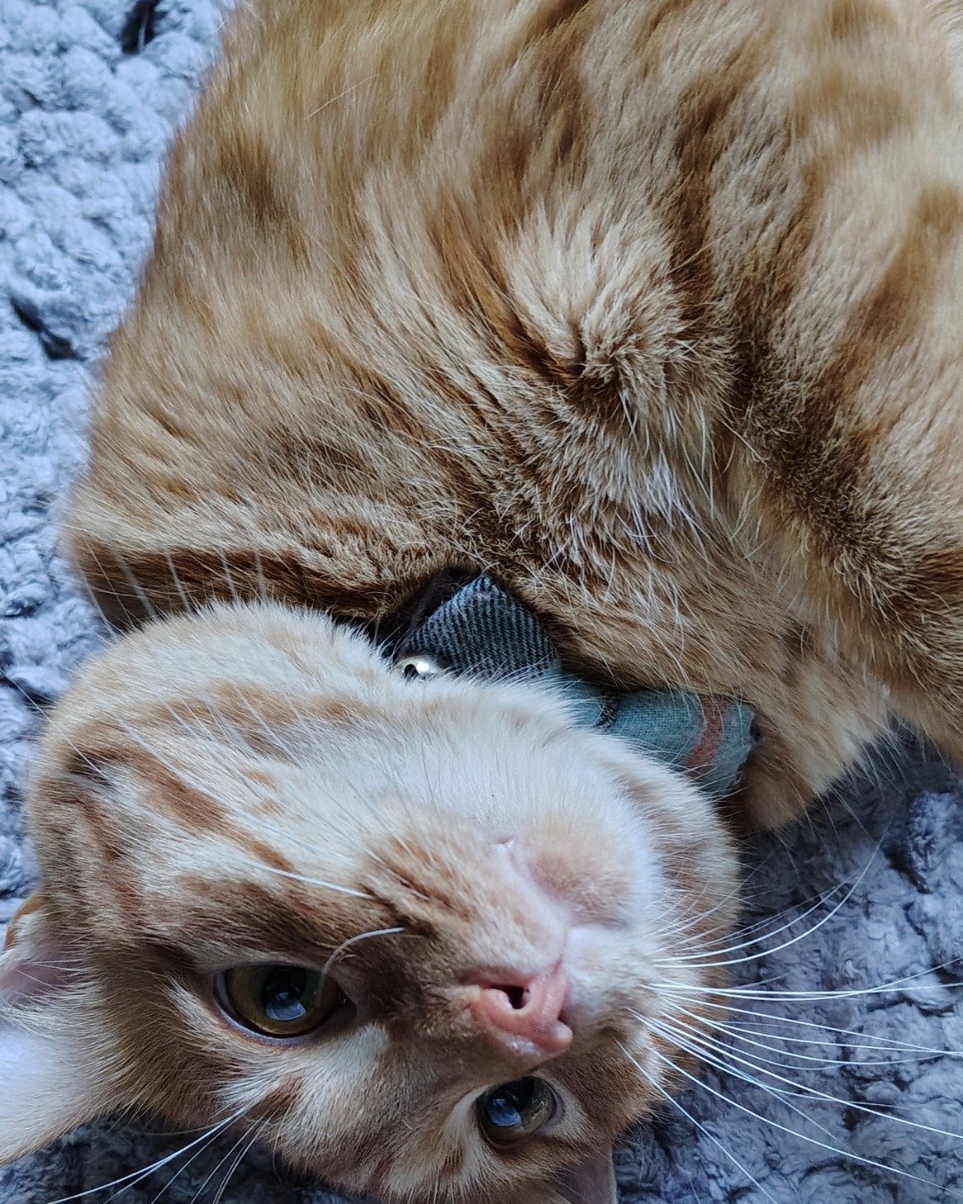 Pumpkin the Ginger. Cat, Manx, Kitten