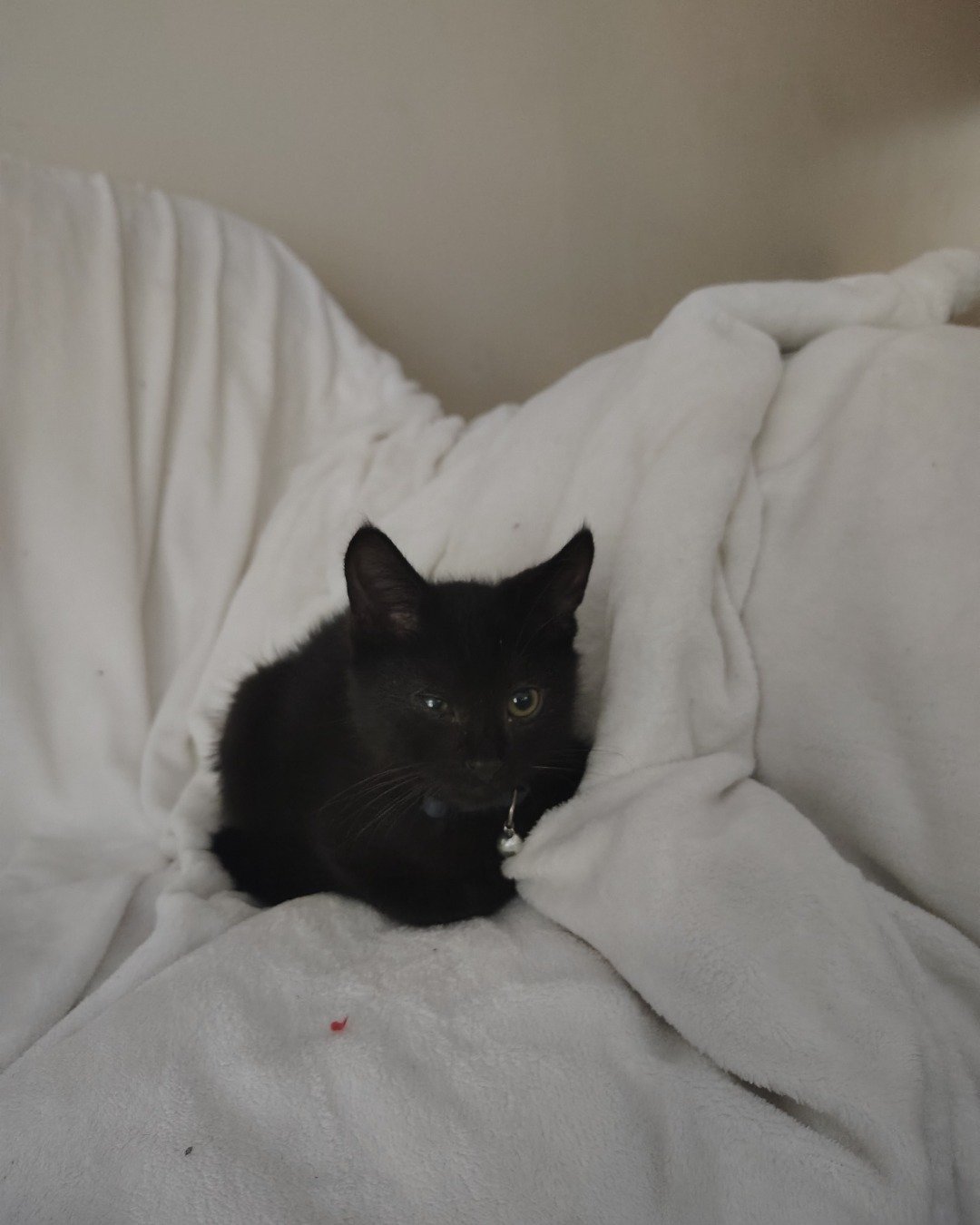 Fish. Blanket, Cat, Furniture, Kitten, Bed