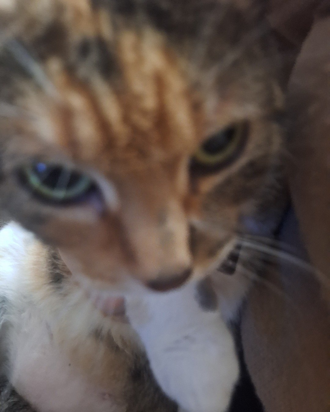 Tiana the calico. Abyssinian, Cat, Kitten