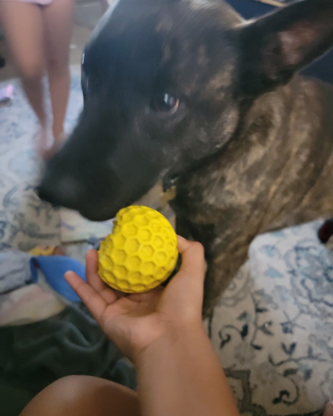 raya the Dutch shepherd. Ball, Sport, Tennis, Tennis Ball, Dog, Puppy