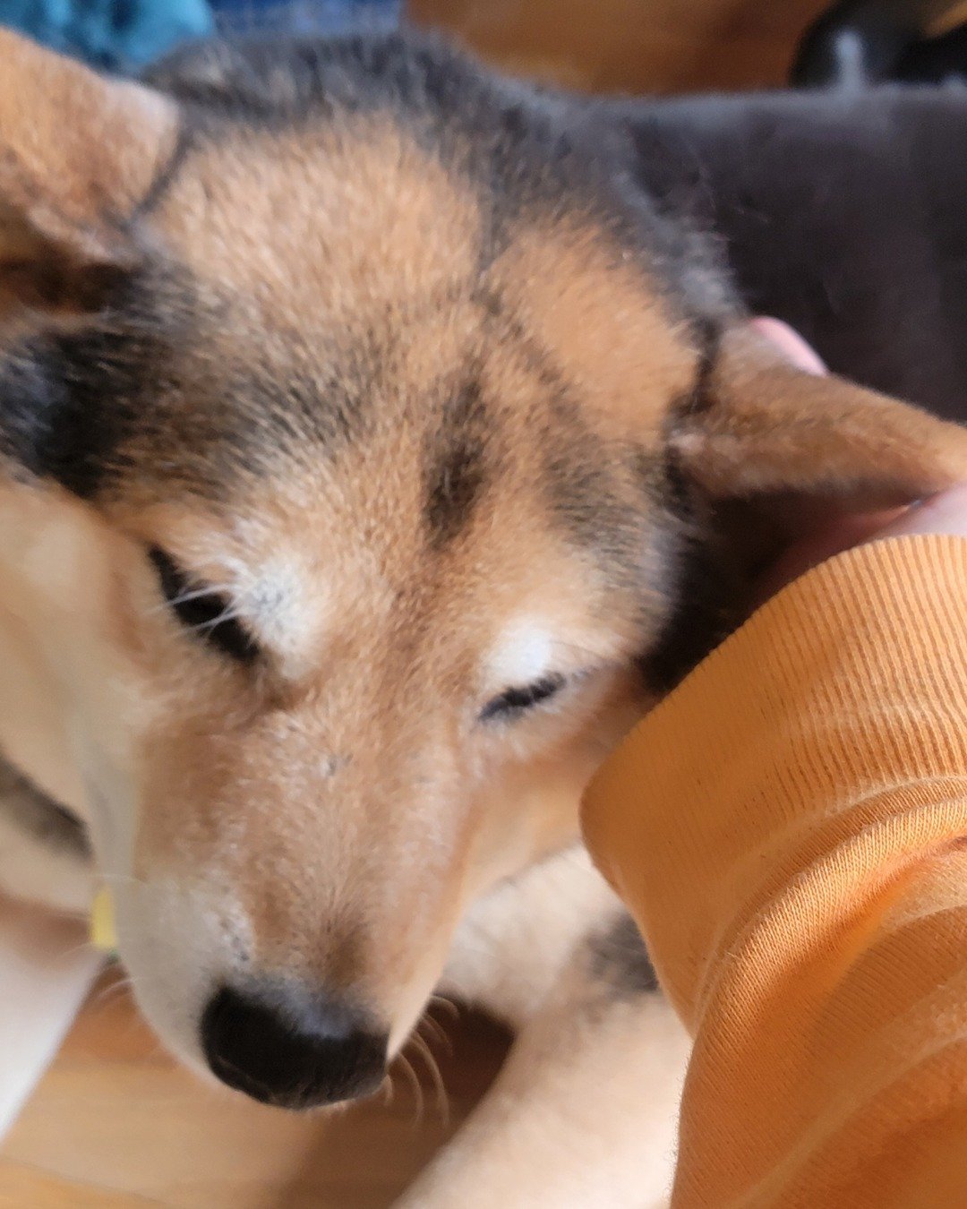 Ezra the Shiba inu. Dog, Husky, Puppy