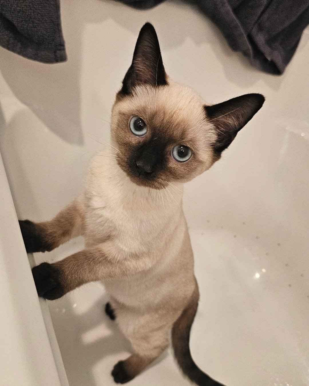 Luna🌙💫 (twin of Stella) the Siamese. Cat, Bathing, Siamese