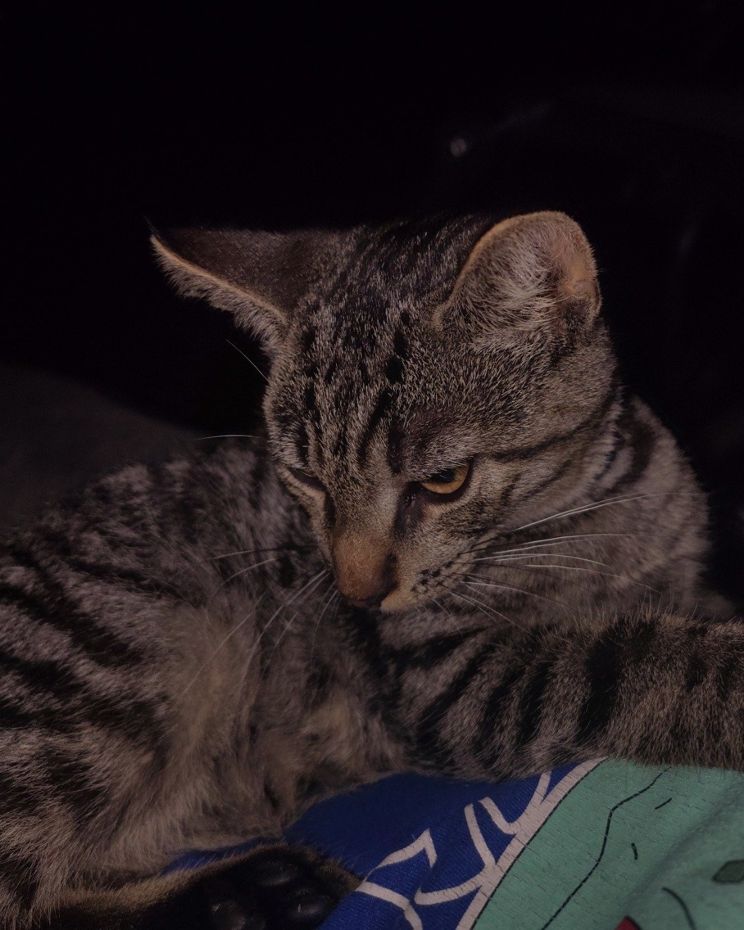 Zeus the domestic short hair. Cat, Abyssinian