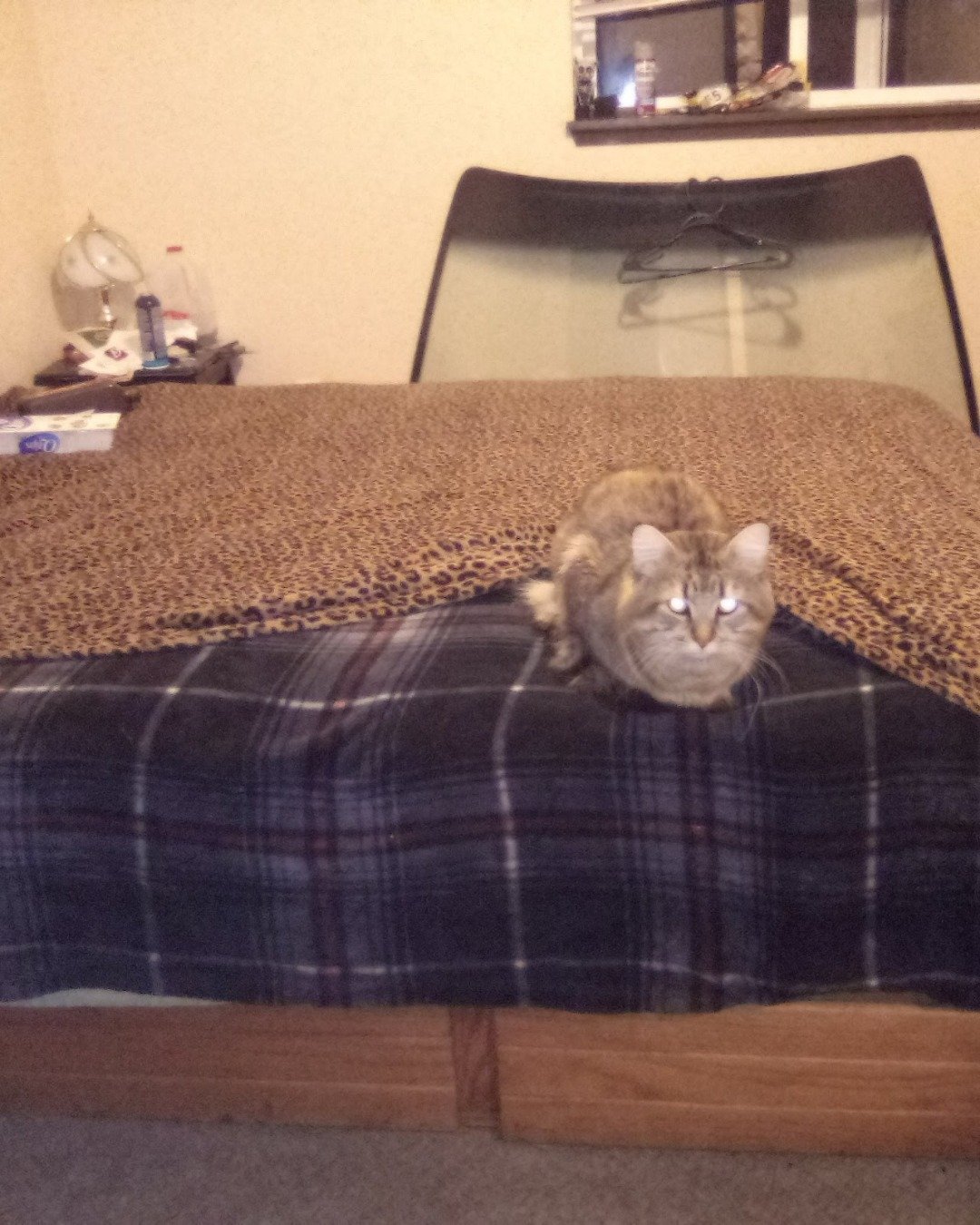 Booey; Baby Boy; Ka-Booey; Boo-Titters the MaineCoon Mix, Tabby. Furniture, Bed, Bedroom, Indoors, Room, Cat