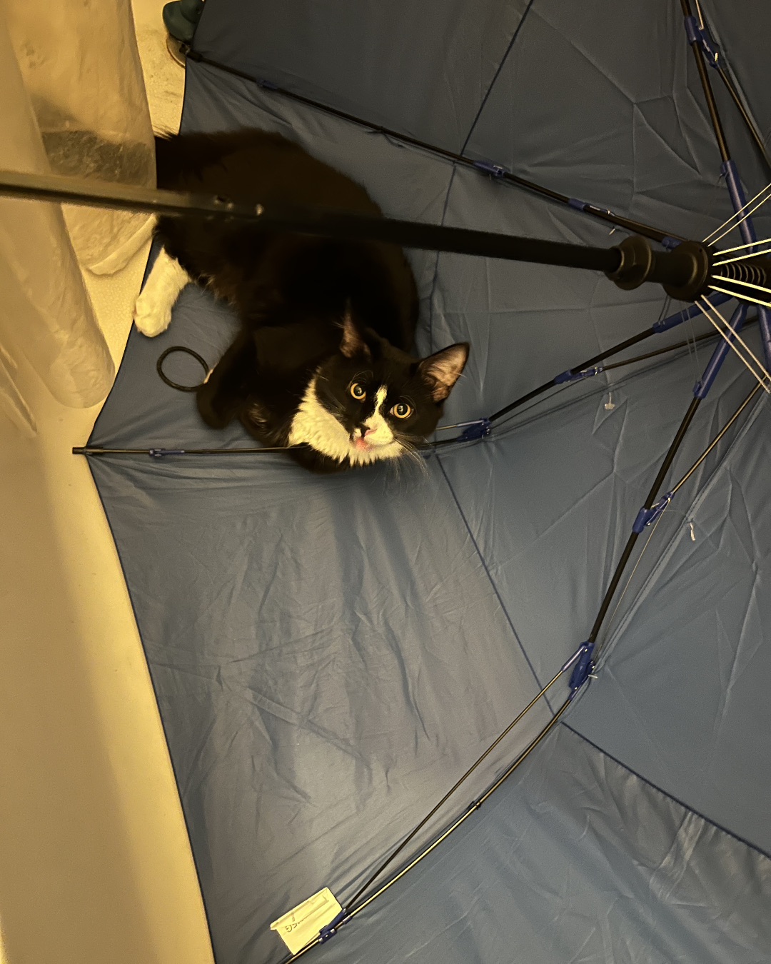 Oliver Bean. Architecture, Building, Outdoors, Shelter, Canopy, Cat