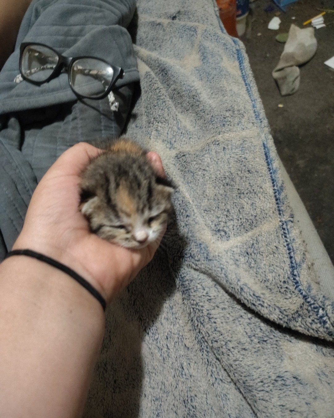 China the tabby. Accessories, Glasses, Cat, Kitten, Person, Blanket
