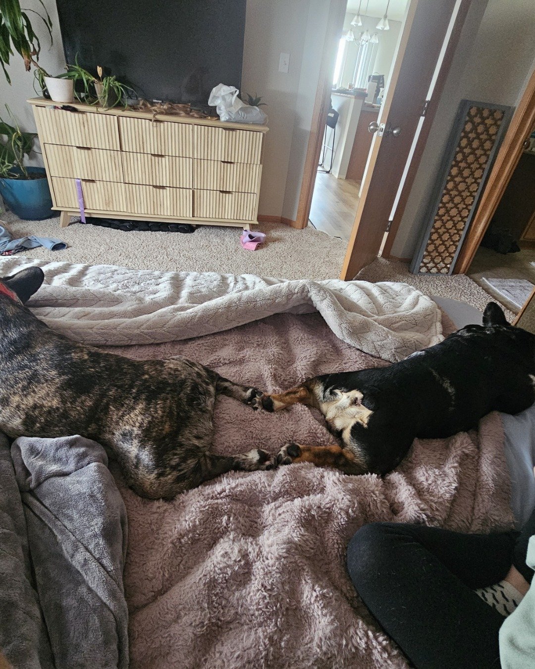 Patty the French bulldog. Indoors, Interior Design, Dog, Blanket, Couch, Furniture
