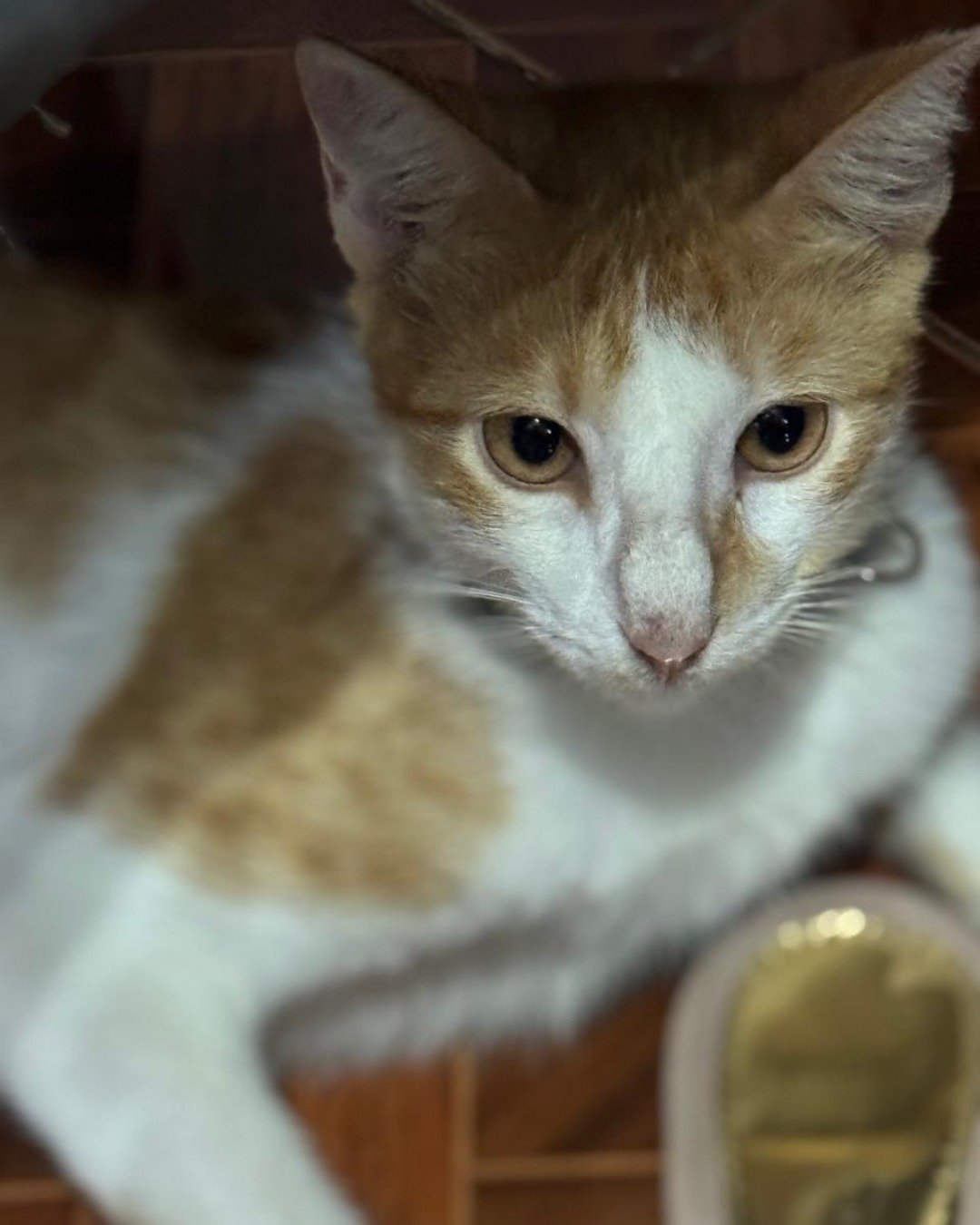 Mango. Cat, Kitten, Abyssinian