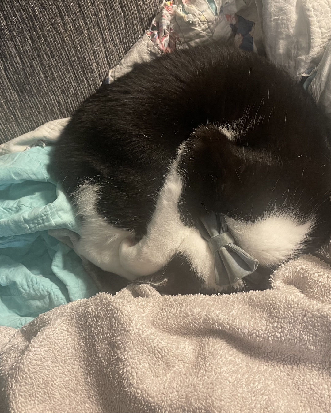 ReyRey — Person, Sleeping, Blanket, Couch, Furniture, Cat