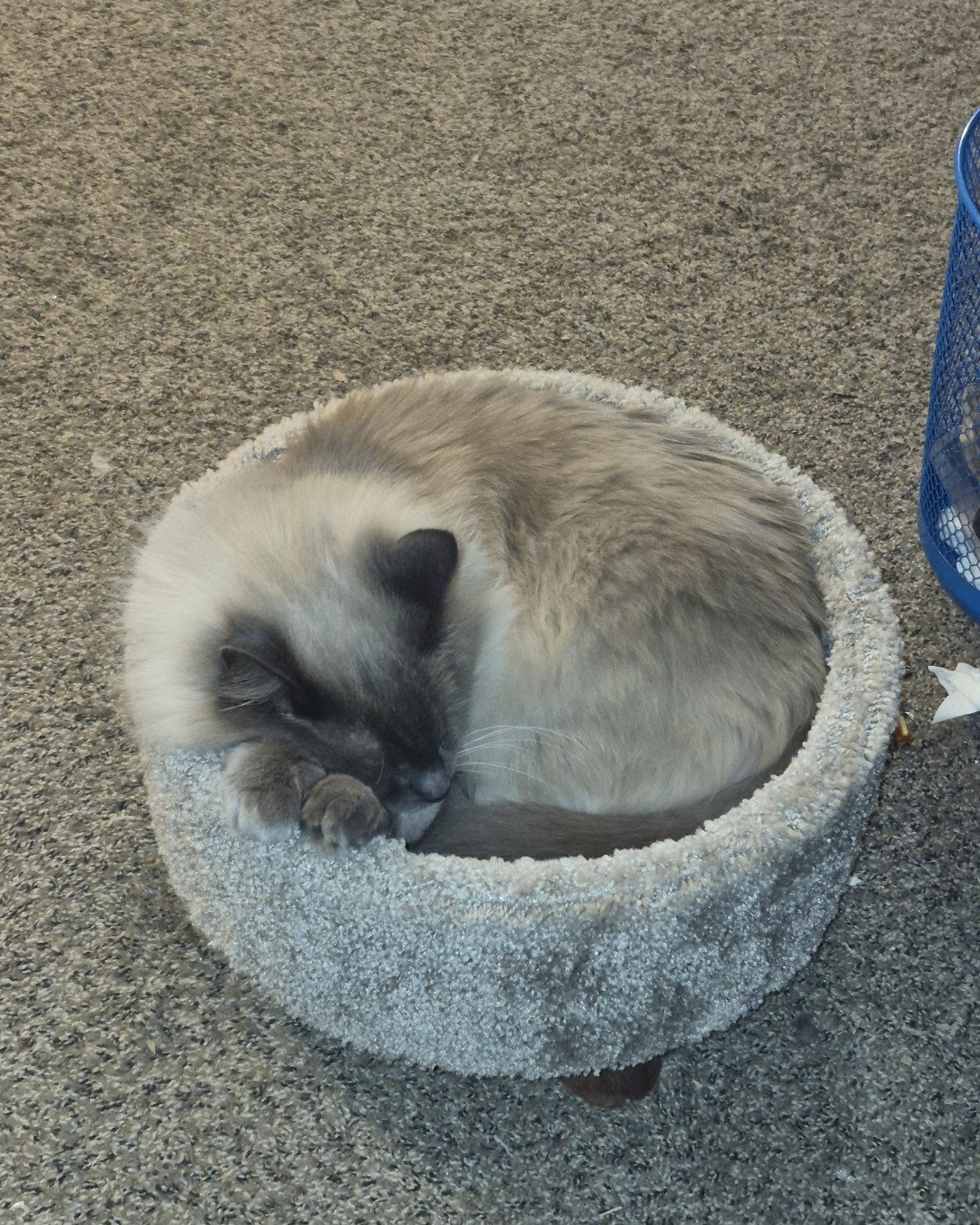 Michi the Siamese Mix. Cat, Kitten, Plant, Potted Plant