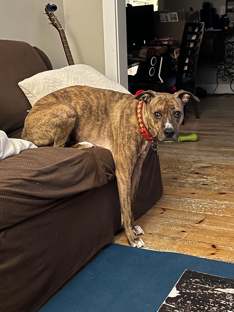 Cooper the Pitbull Mutt