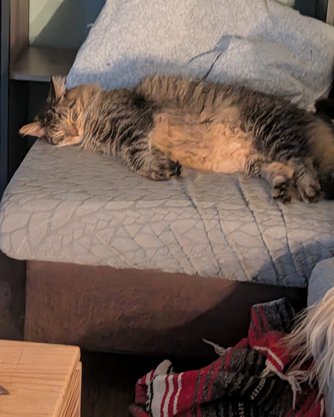 Schmidt the Barn Cat. Furniture, Couch, Cat, Blanket