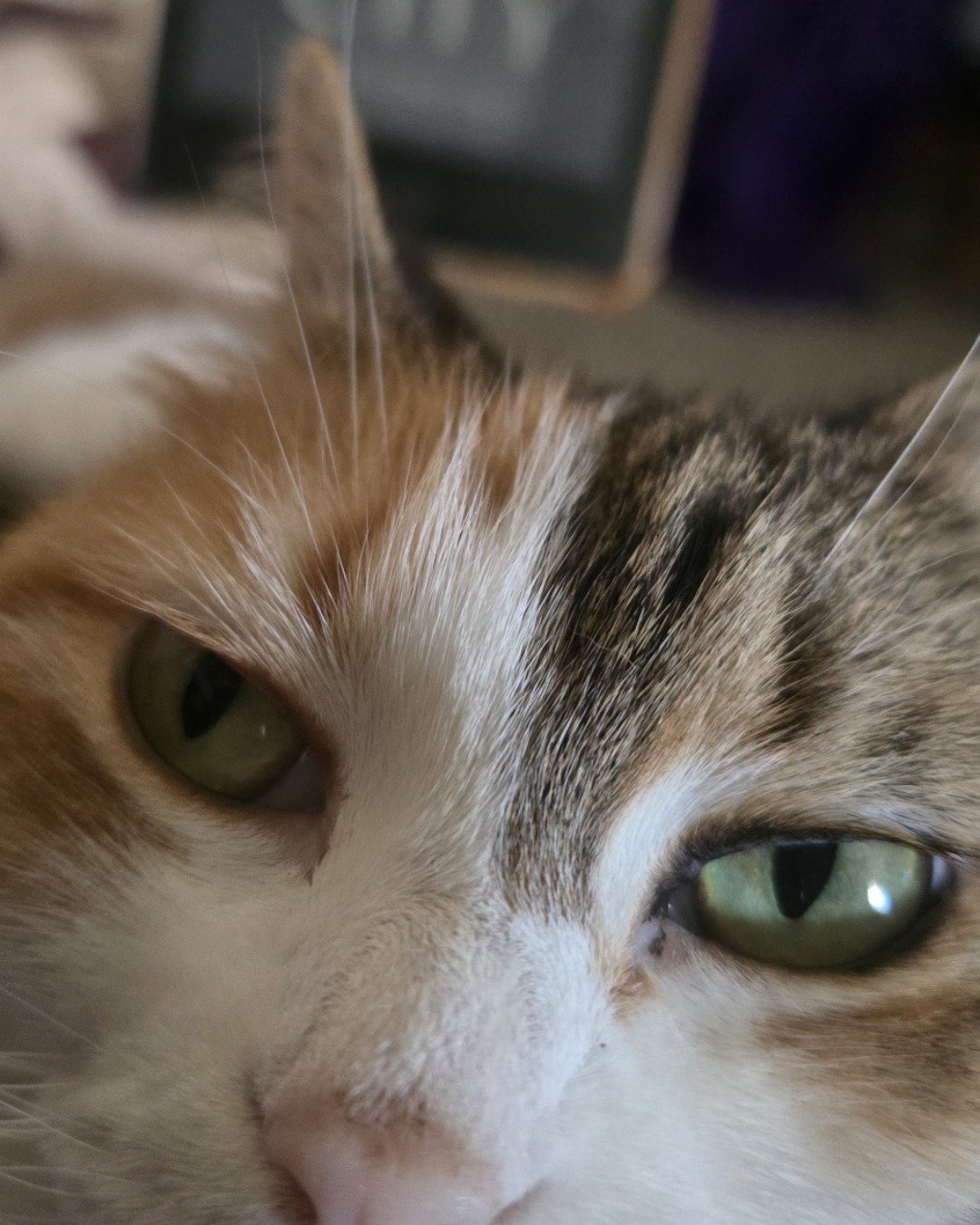 Zoey the callico. Cat, Kitten