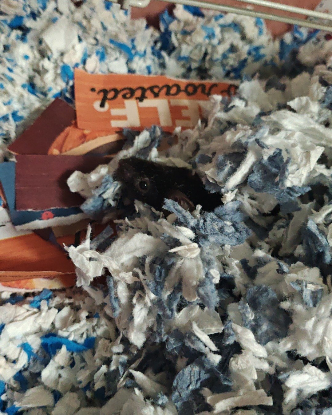 Prof. RatRat the Mouse. Rodent, Rat