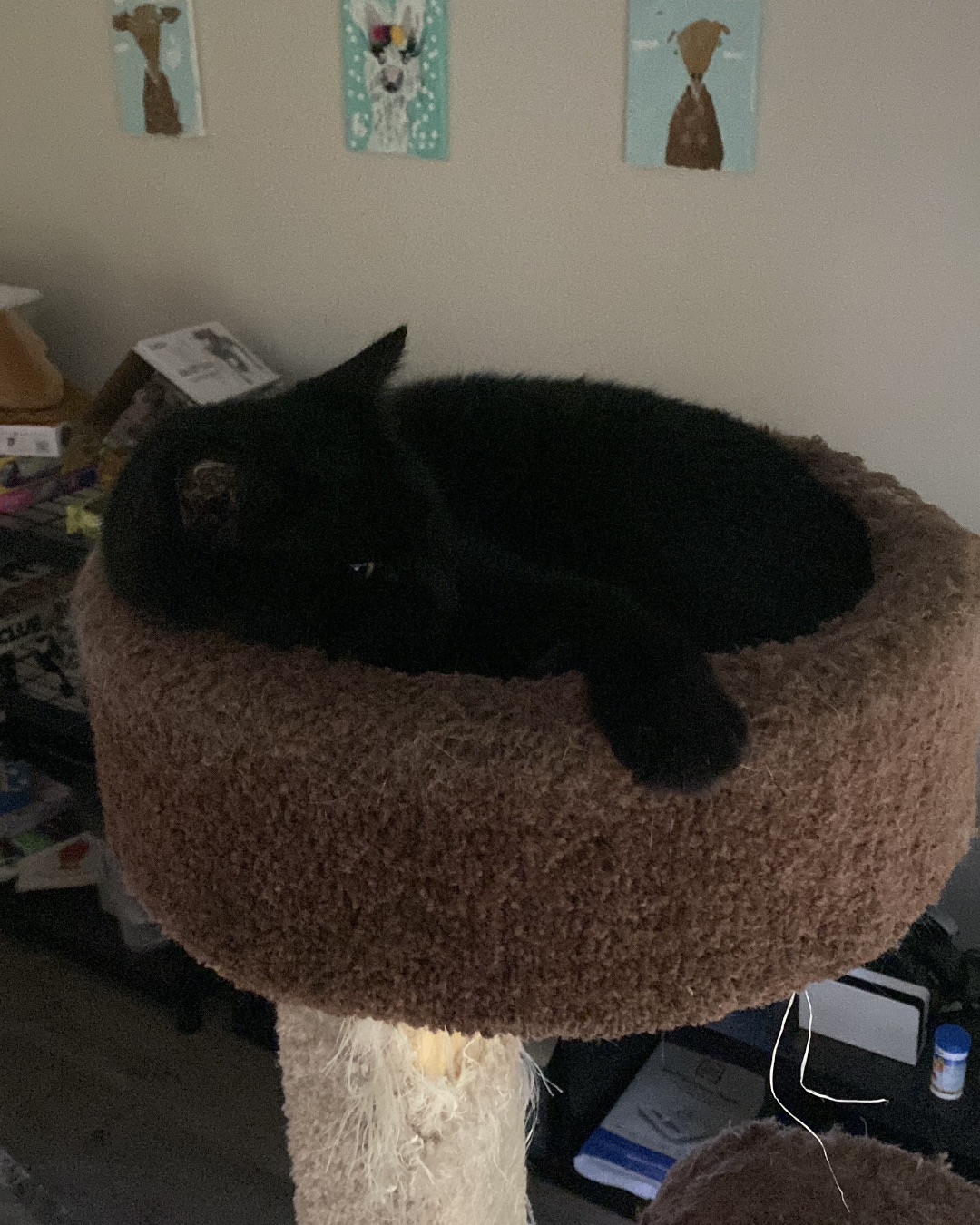 Dexter the Idk. Cat