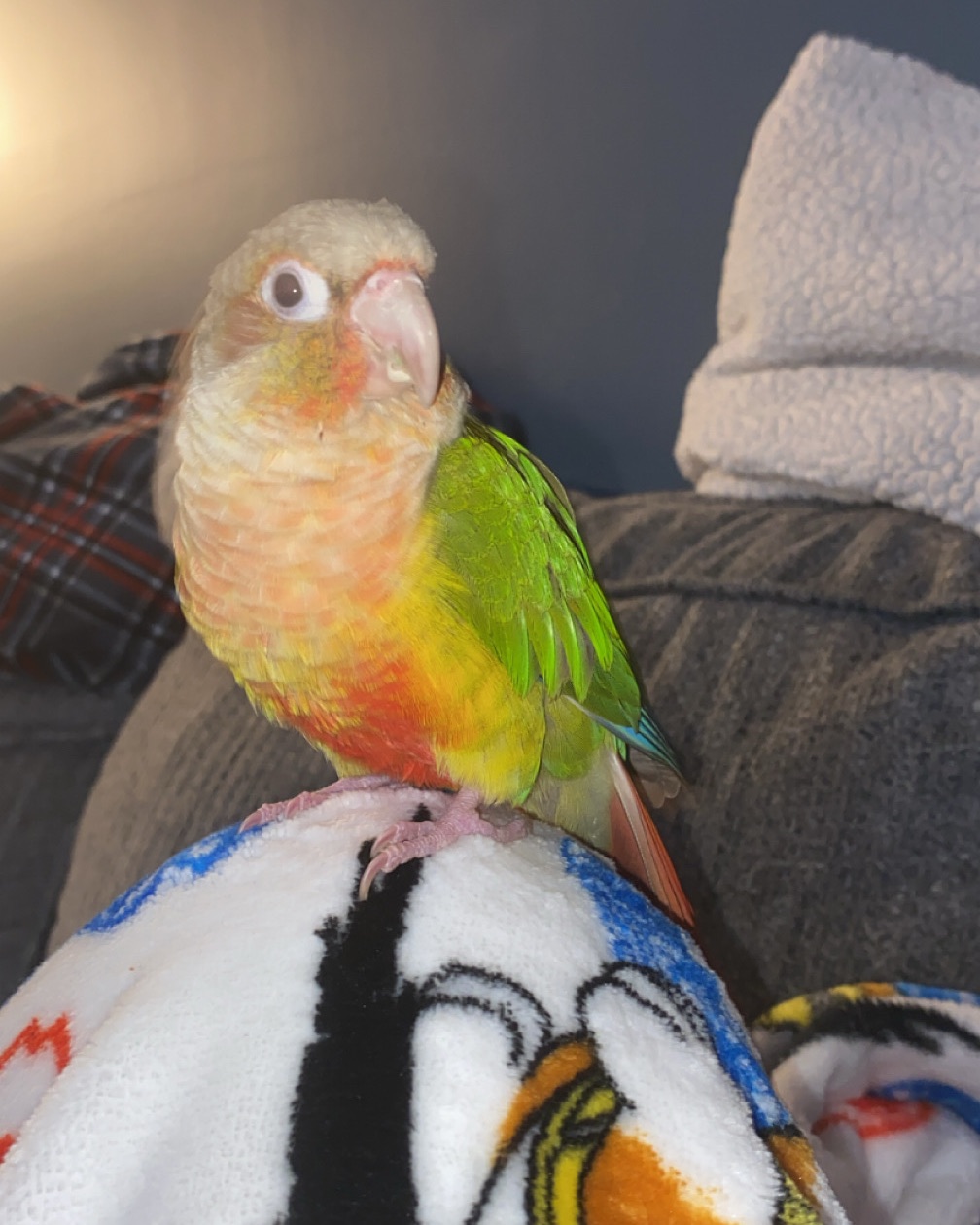 Pineapple the Green Cheek Conure. Bird, Parakeet, Parrot