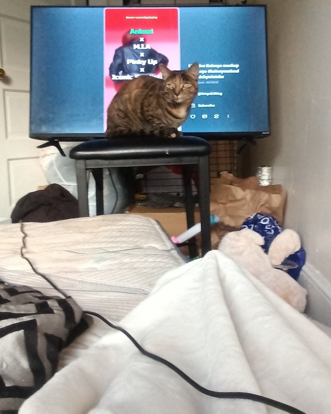 Binks the black cat. Electronics, Screen, Computer Hardware, Hardware, Monitor, TV