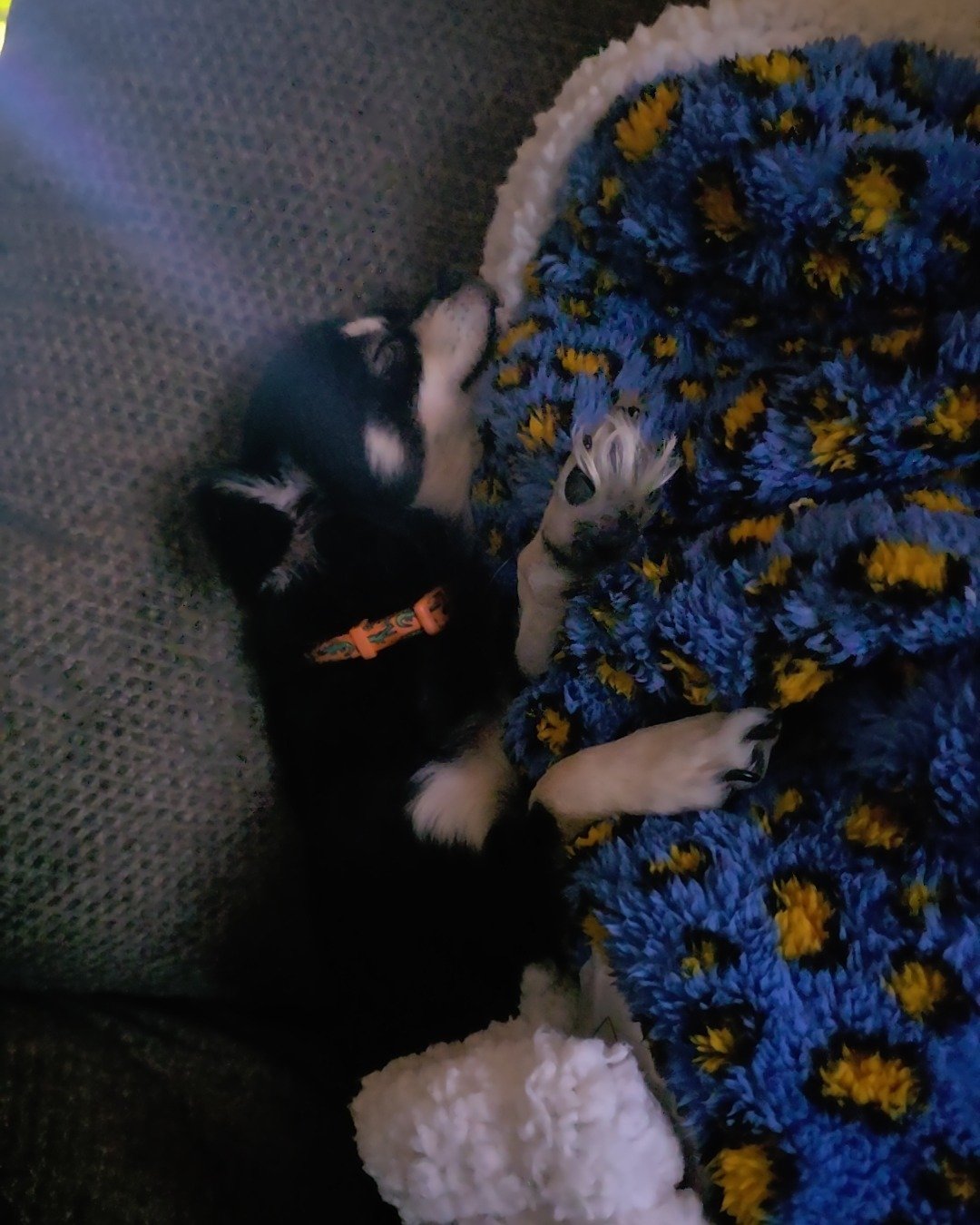 Mango 🥭 the Chihuahua. Couch, Furniture, Dog, Puppy, Blanket, Cat