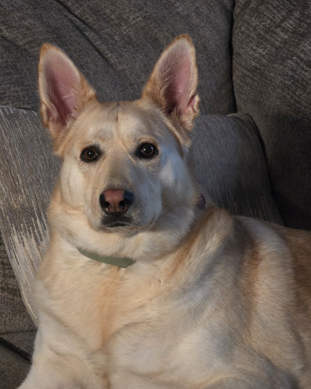 Bella the Labsky. Dog, Husky, Puppy, Eskimo Dog