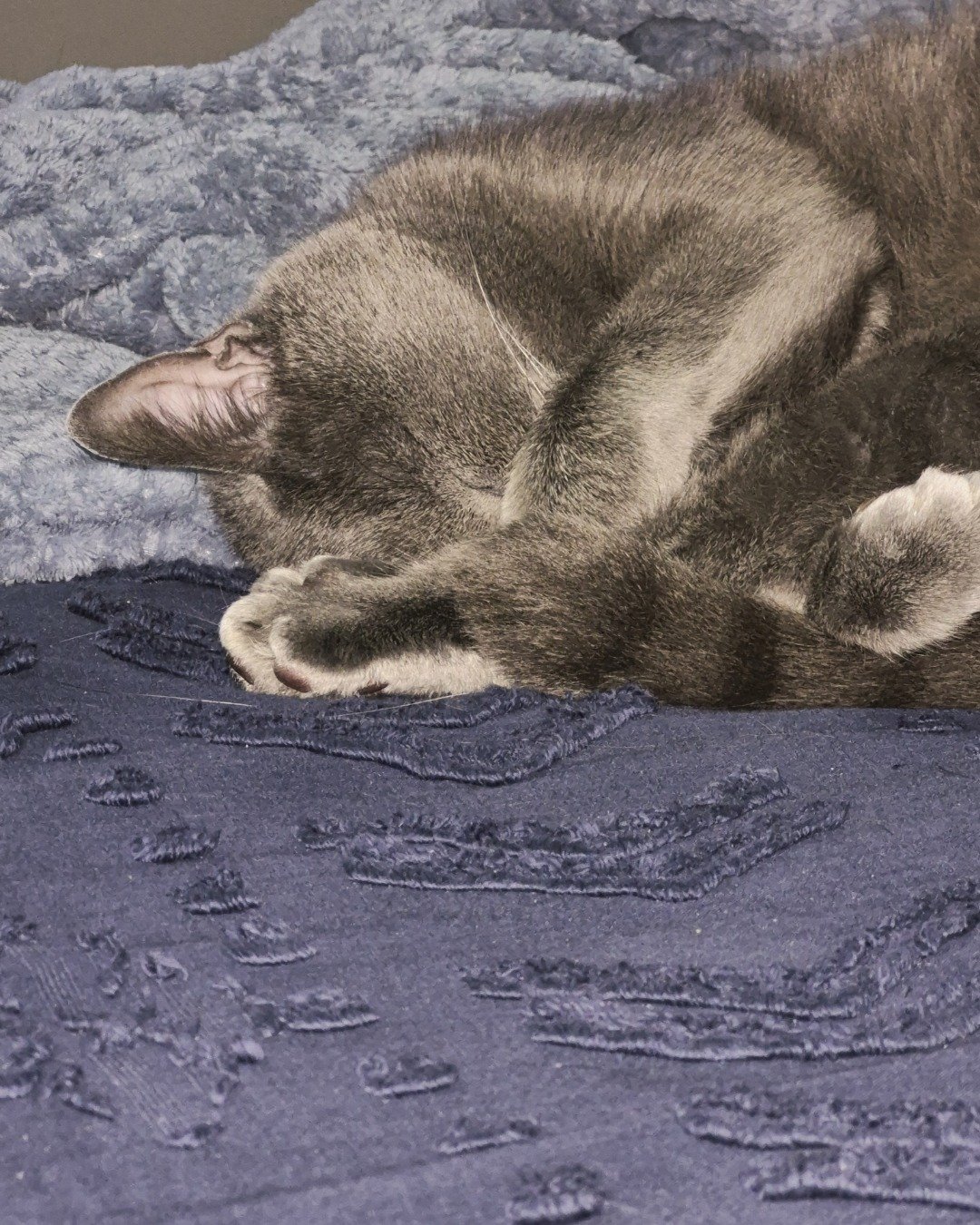 Marshall 🩶 Geoffrey. Person, Sleeping, Cat, Kitten