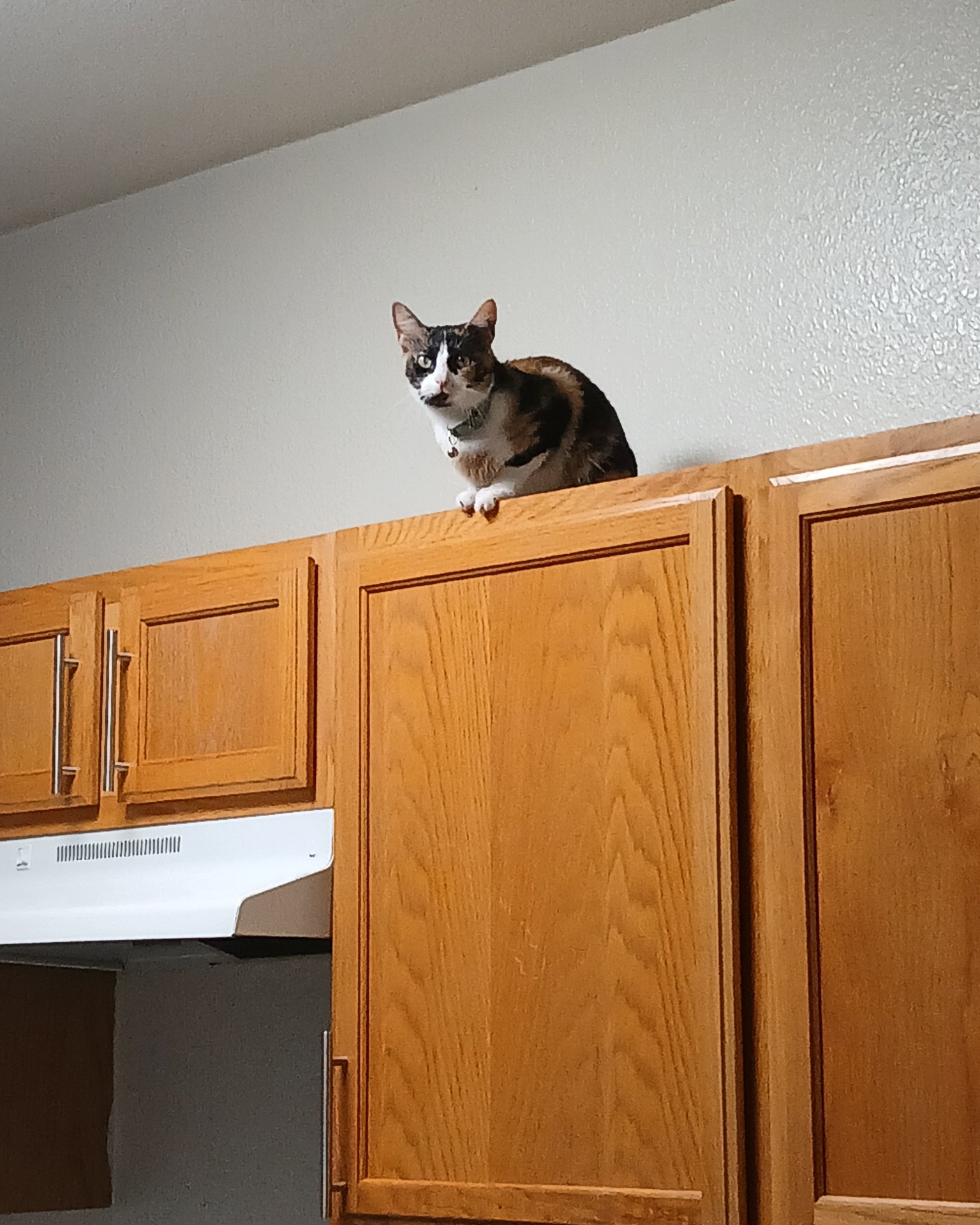 Ivy the domestic short hair. Hardwood, Wood, Indoors, Interior Design, Stained Wood, Closet