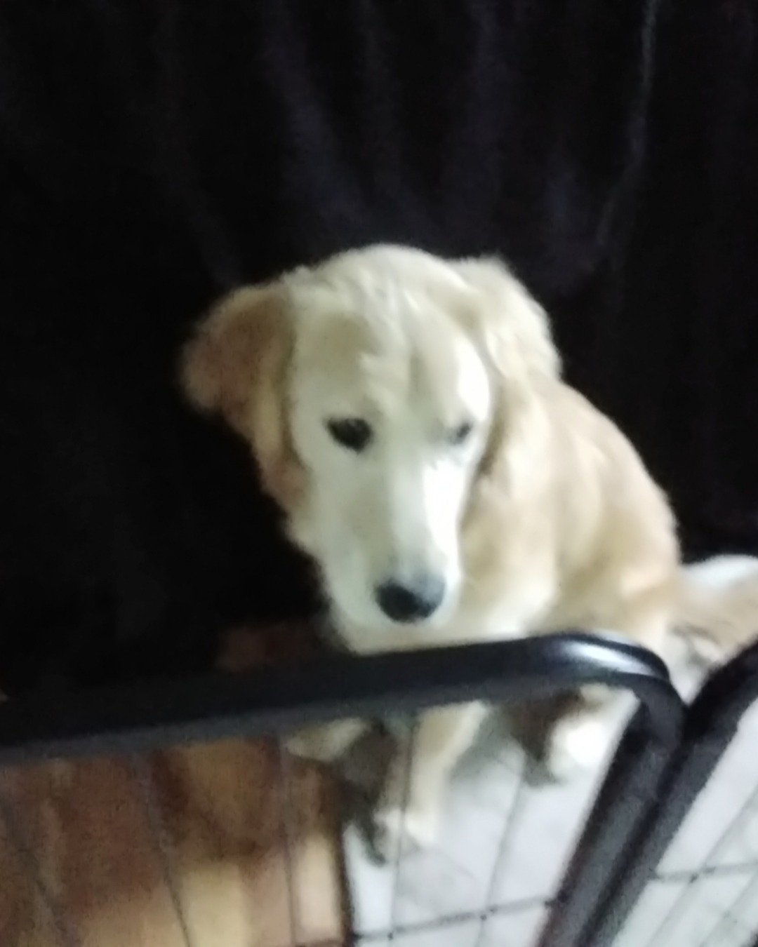 beso the golden retriever. Dog, Puppy, Golden Retriever