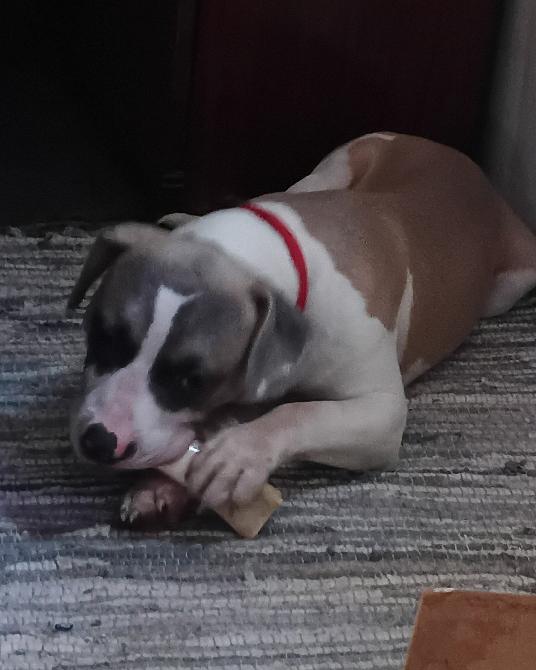 Drew and Raymond the Pitbull. Dog, Puppy, Hound, Boxer, Bulldog