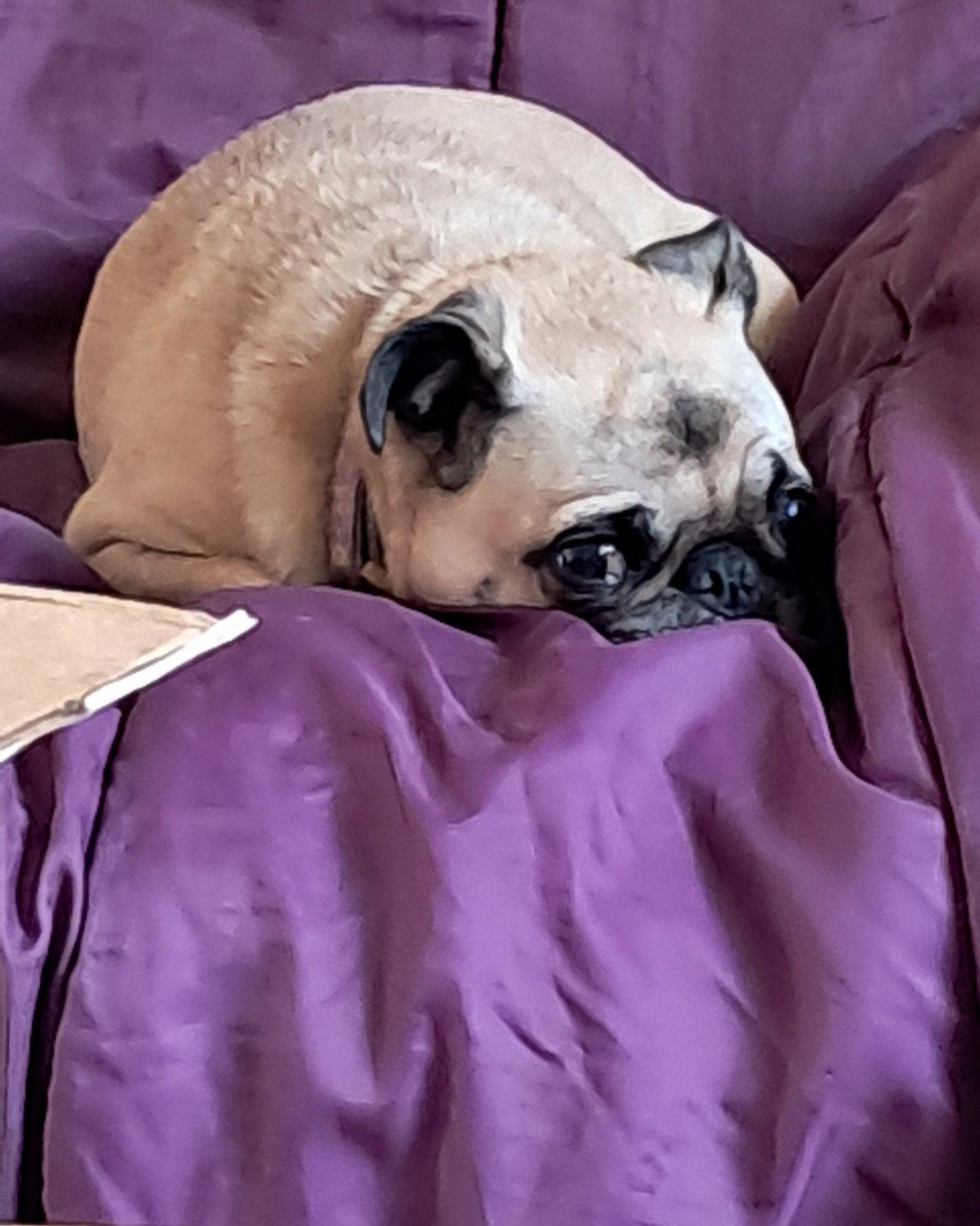 Chelsea the pug. Dog, Pug, Person