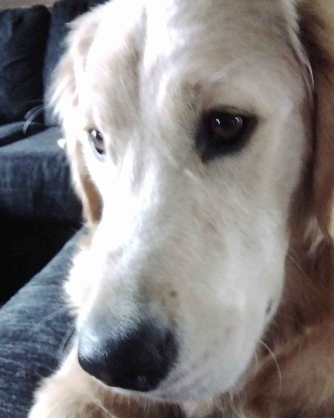 beso the golden retriever. Dog, Golden Retriever, Puppy, White Dog