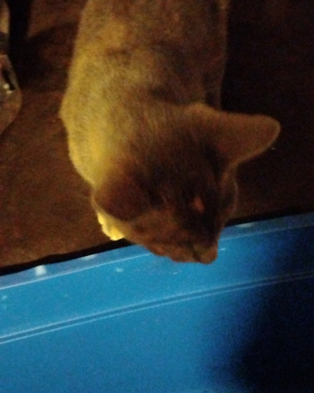 glactia. Abyssinian, Cat