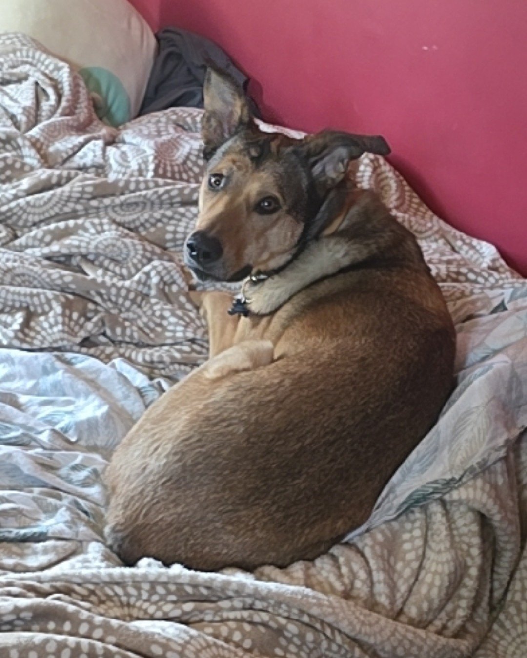 Bosco Stix the Super Mutt. Dog, Hound, Puppy, Bed, Furniture, Couch