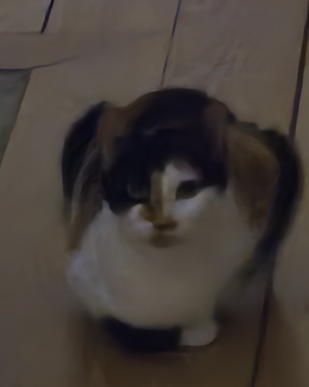 jj the calico cat. Cat, Kitten