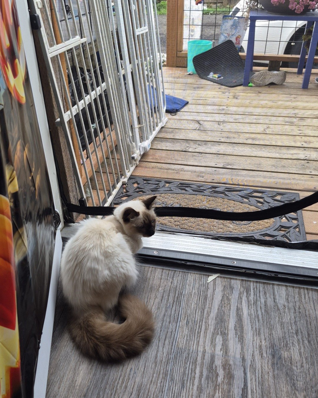 molly the siamese mix. Wood, Architecture, Building, House, Housing, Porch