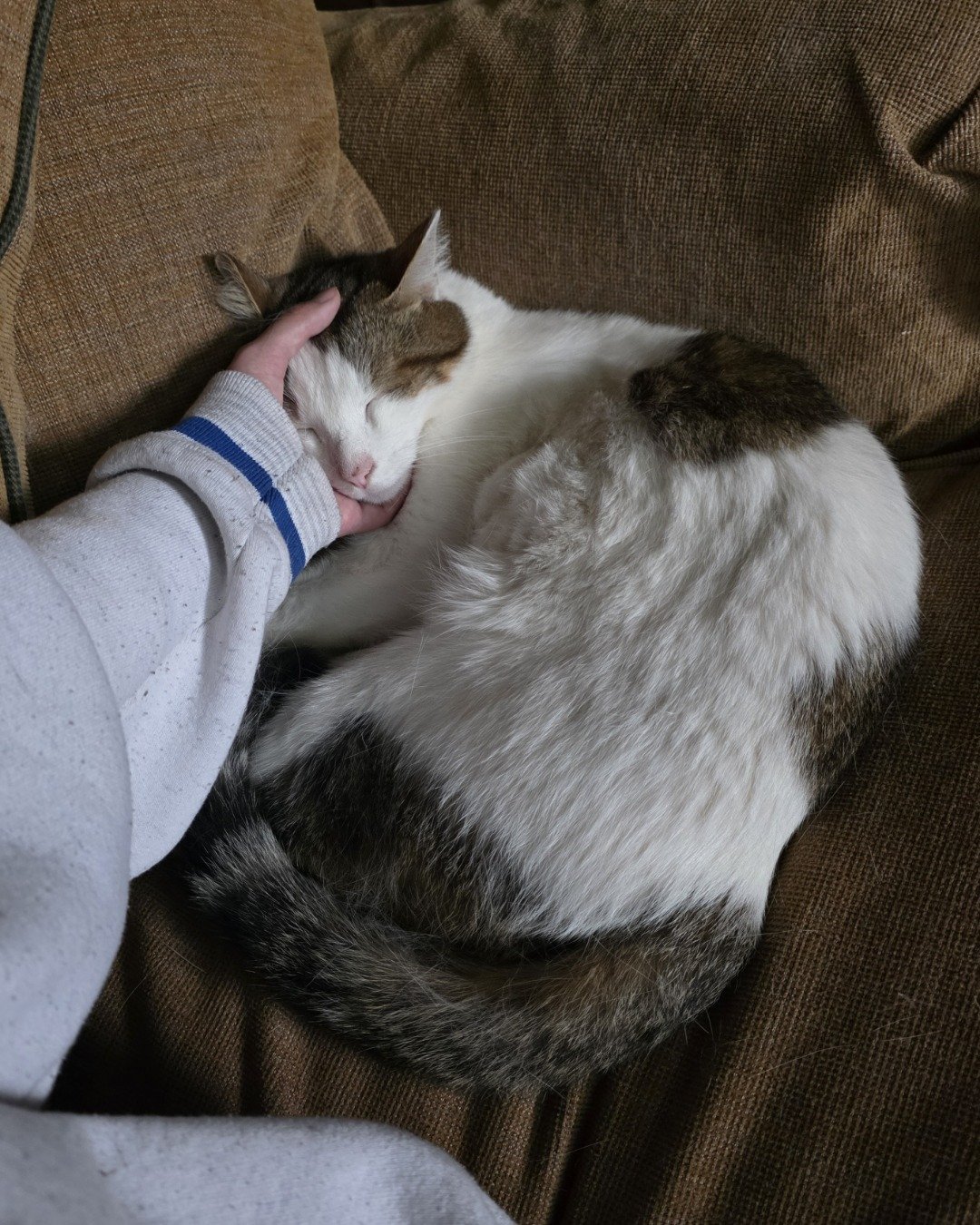 Rascal. Couch, Furniture, Person, Sleeping, Cat, Kitten