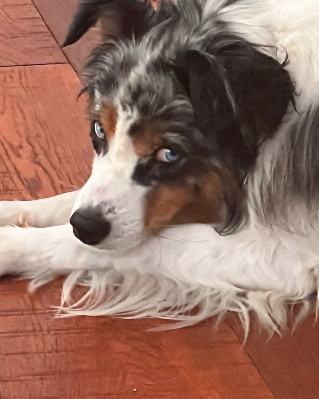 Toot the Australian Shepherd. Wood, Hardwood, Dog, Puppy, Hound