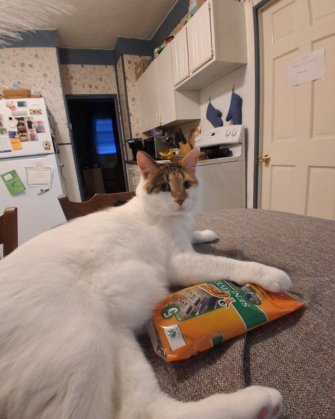 Callie the Calico maincoon. Floor, Cat, Indoors, Interior Design, Flooring, Furniture