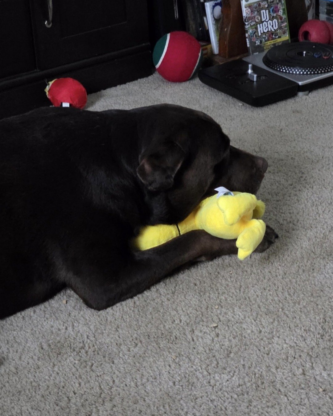 Roscoe the chocolate lab. Dog, Puppy, Ball, Sport, Tennis, Tennis Ball