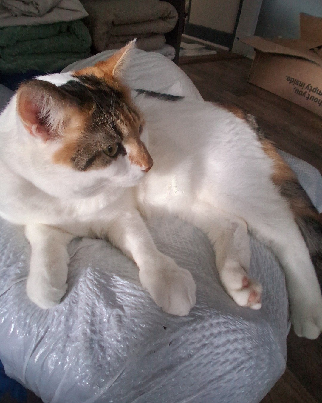 Callie the Calico maincoon. Cushion, Home Decor, Person, Sleeping, Couch, Furniture