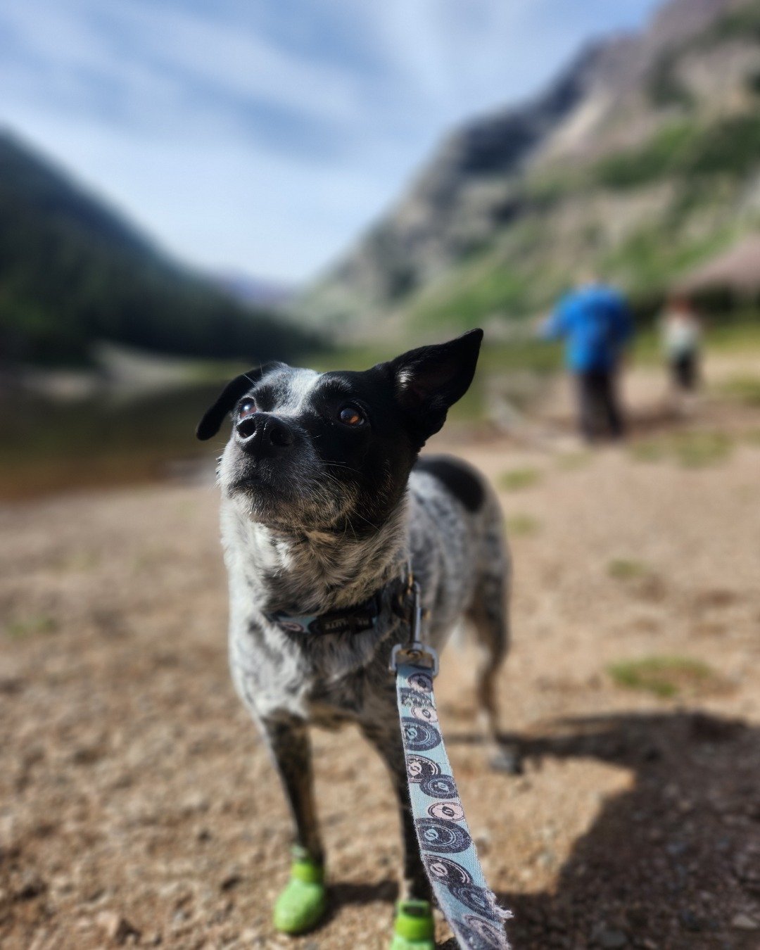 Ash. Accessories, Strap, Soil, Dog, Rock, Boy