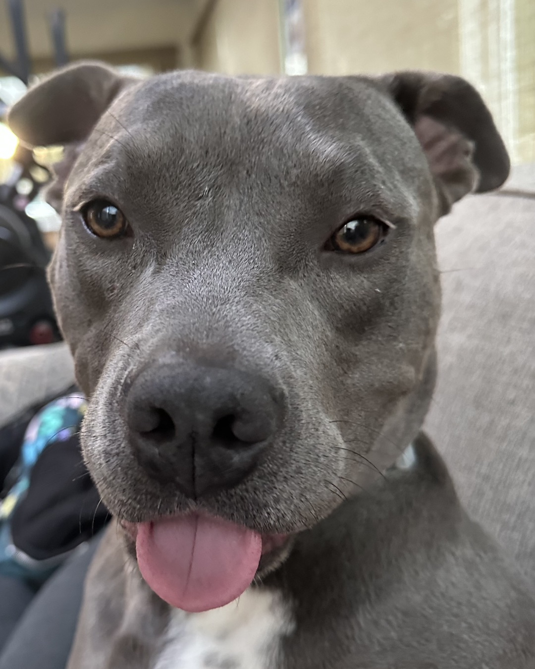 Stella the Pitbull — Dog, Snout, Puppy, Bulldog, Pitbull