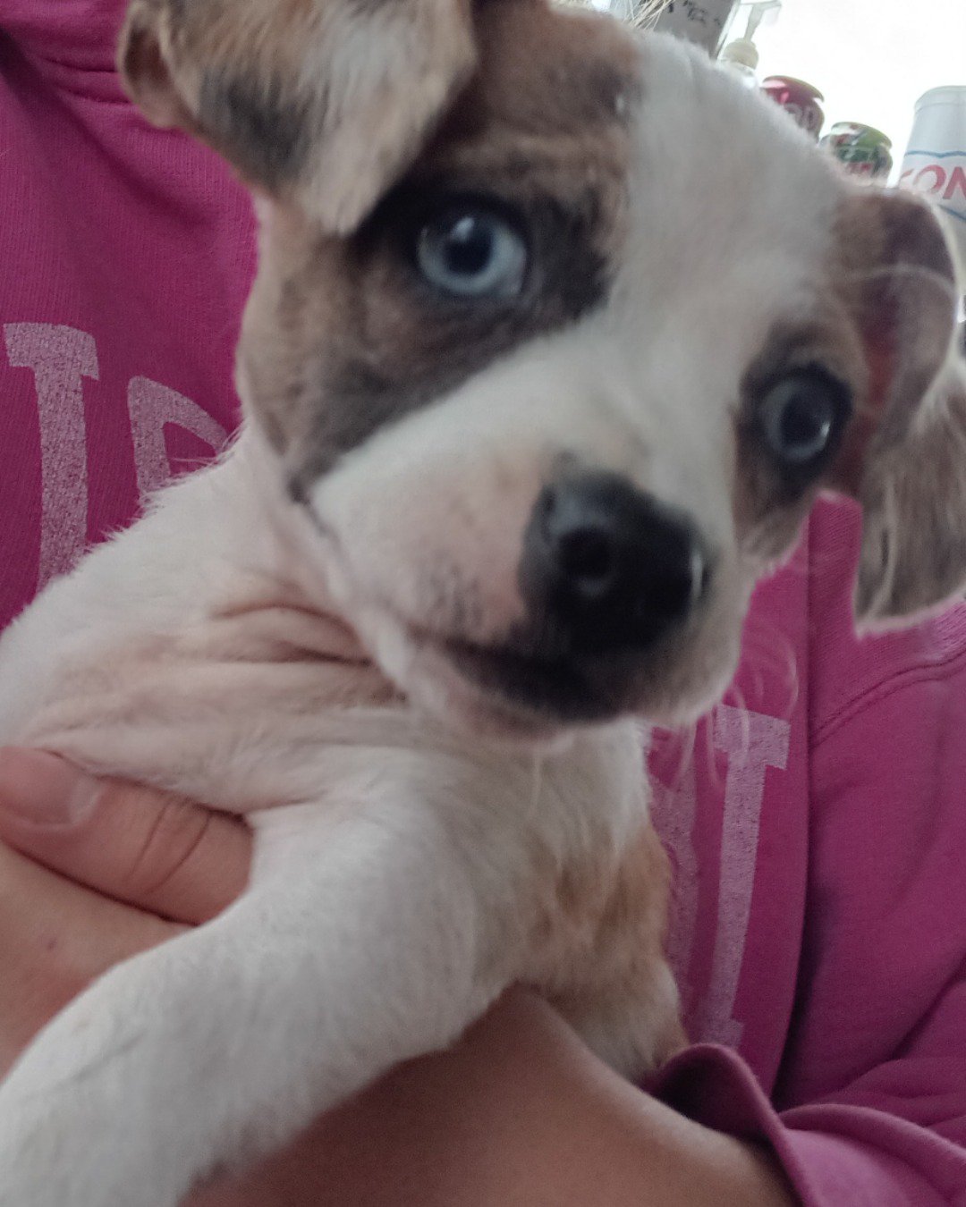 Odie the idk what breed. Dog, Puppy, Hound, Helmet, Person, Husky