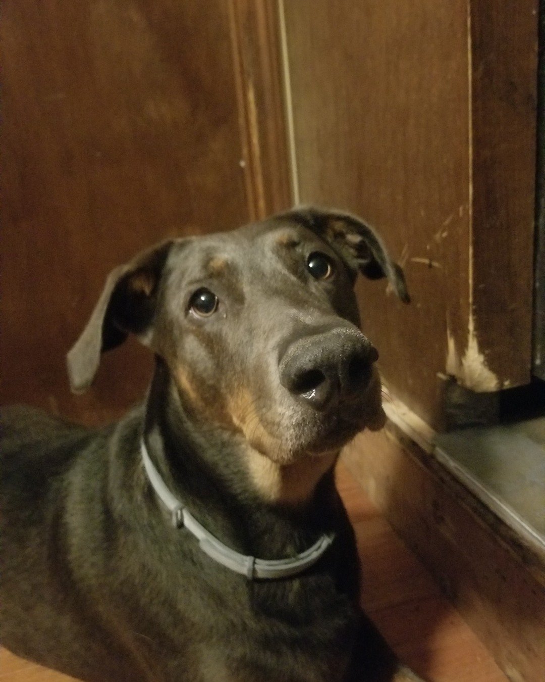 fixet the mix. Dog, Great Dane